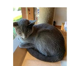 耳の一部が見切れている元の画像